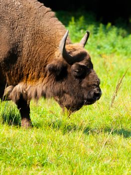 Head of european wood bison (wisent or Bison bonasus) grazing in Bialowieza forest