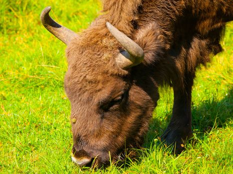 Head of european wood bison (wisent or Bison bonasus) grazing in Bialowieza forest