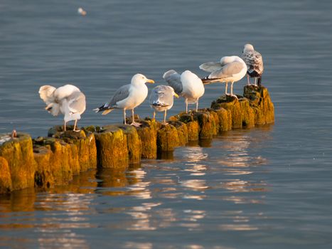 Group of seagulls sitting on the wooden columns