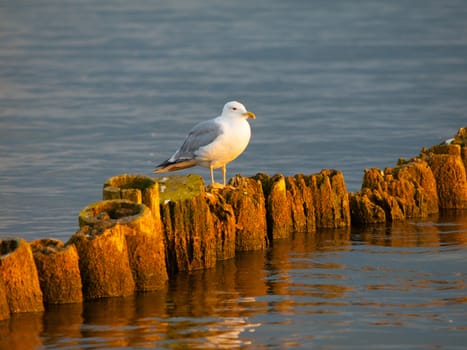 Masurian seagull sitting on the wooden column