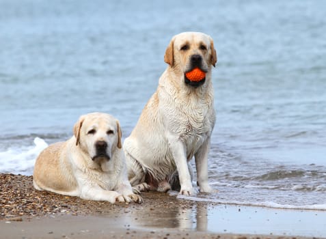 yellow labradors at the sea with an orange ball