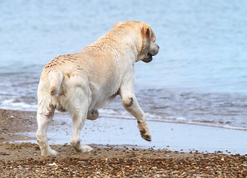 a yellow labrador running to the sea