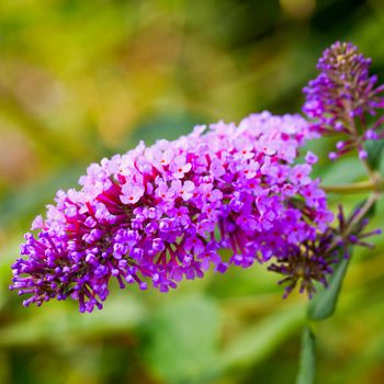 Gorgeous butterfly bush over a green background