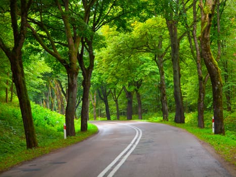 Asphalt road with with double white line and green tree alley 