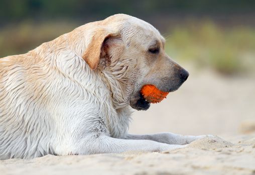 yellow labrador playing with an orange ball in sand portrait