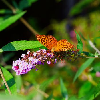 Butterfly Boloria Bellona leaning over Butterfly Bush