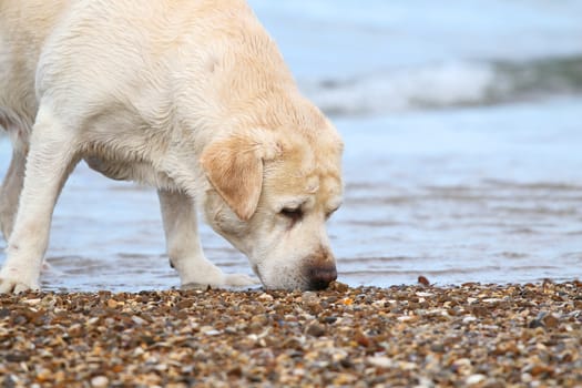 labrador at the sea sand portrait close up
