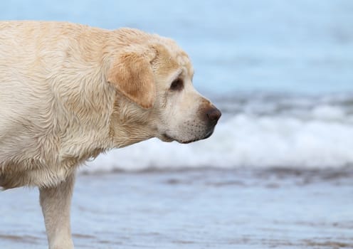 labrador at the sea sand portrait close