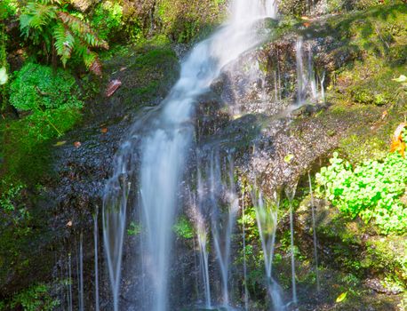 Falls in close up, between ferns and moss