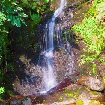 Falls in close up, between ferns and moss