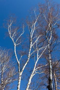 some tree of birch on blue sky background