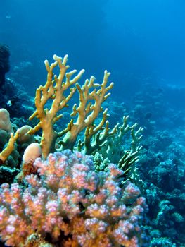 coral reef with fire and hard corals on the bottom of tropical sea on blue water background