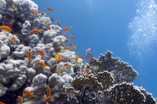 colorful coral reef with hard corals and exotic fishes anthias at the bootom of tropical sea