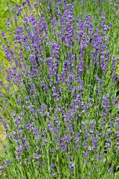 field of blooming violet lavender 