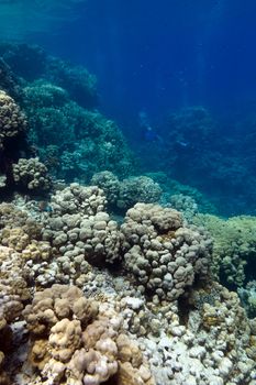 coral reef with hard corals at the bottom of tropical sea