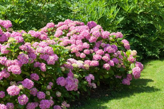 great  bush of pink flower hydrangea blooming in the garden