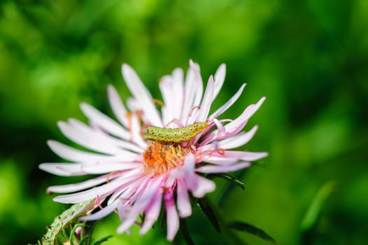 pinkflower and small green ugly caterpillar, seelctive focus