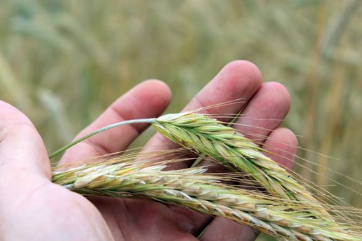 ripe yellow wheat lying on the palm