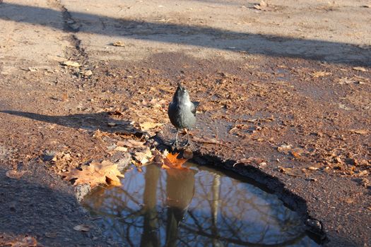 black young jackdaw jumping on the ground