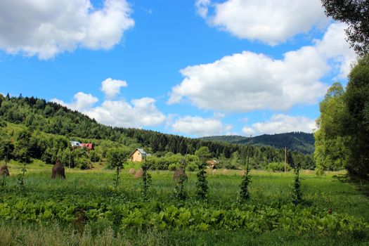 sheafs of hay standing on the field in Carpathian mountains