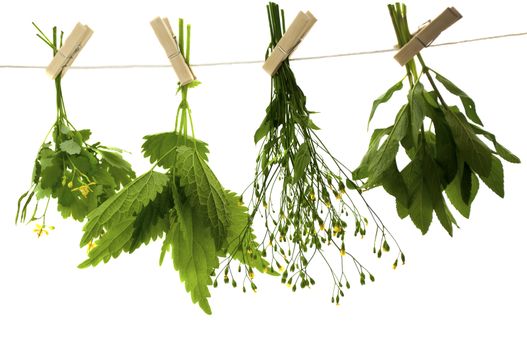 Herbs hanging upside-down  
