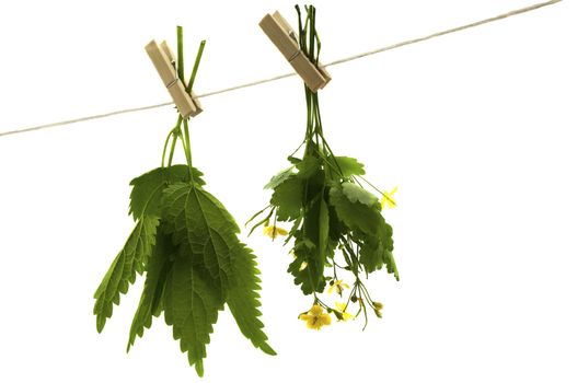 Herbs hanging upside-down  
