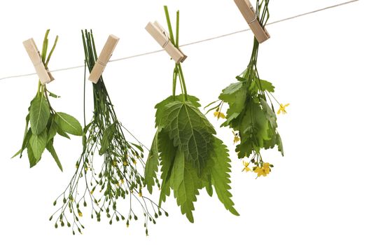 Herbs hanging upside-down  
