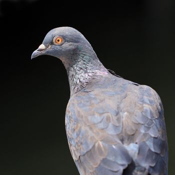 closeup of the freedom pigeon