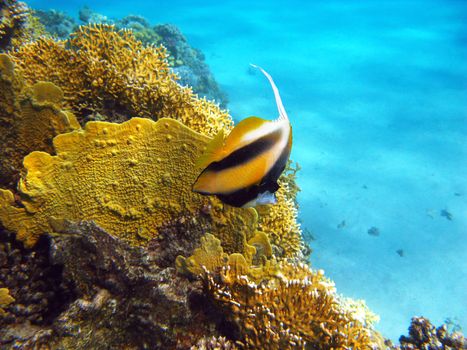 coral reef with fire coral and butterflyfish at the bottom of tropical sea on blue water background