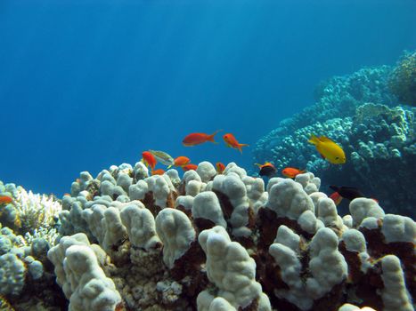 coral reef with hard  coral and exotic fishes at the bottom of tropical sea