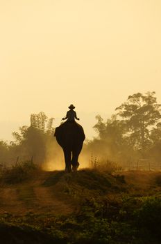 Silhouette of people ride elephant walking on the path at Vietnam countryside, the dusty way by dust of soil, mahout ride this animal for travel in Buon Me Thuot