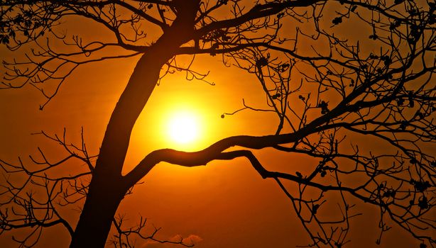 Evening scene with sun go down, sky in brilliant orange, silhouette of branch of tree in sunset