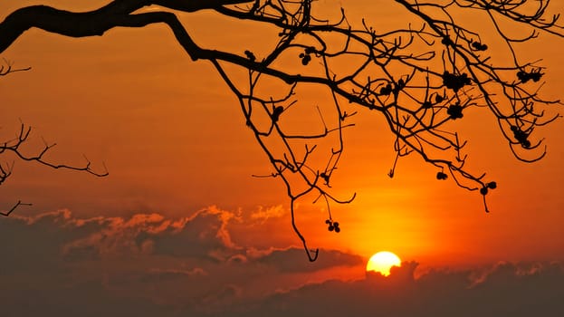 Evening scene with sun go down, sky in brilliant orange, silhouette of branch of tree in sunset