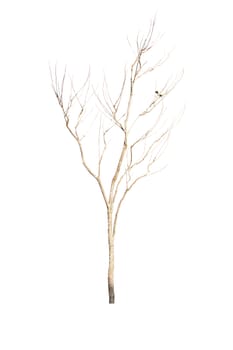 Tree isolate on a white background