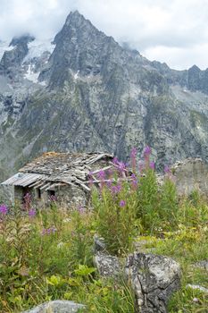 Abandoned chalet and wild flowers in Val Ferret in Italy. The area is a stage of the popular European tour around Mont Blanc, which passes through France, Italy and Switzerland.