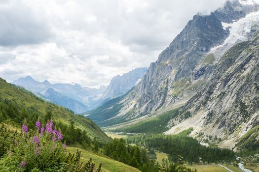 Wild flowers with Val Ferret valley in the background, in Italy, with overcast sky and rocky mountain range
