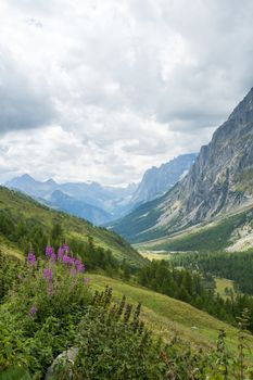 Wild flowers with Val Ferret valley in the background, in Italy, with overcast sky and rocky mountain range