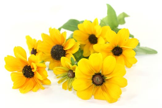 yellow coneflower on a white background