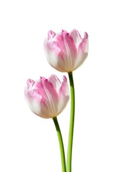 White and pink tulip isolated on white background