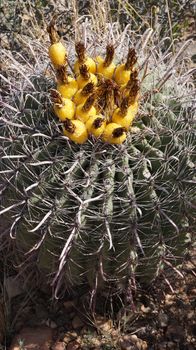 Wild cactus in the rocky stone desert