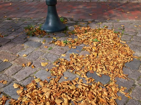 Autumn winter leaves falling on a ground in the city