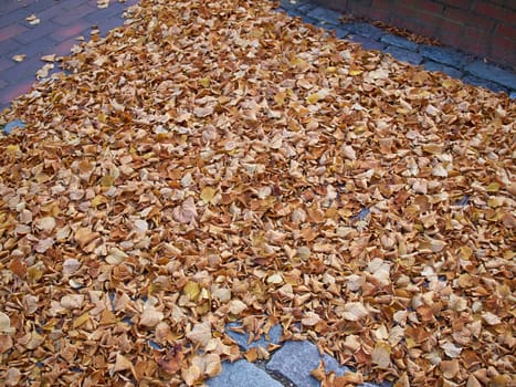 Autumn winter leaves falling on a ground in the city