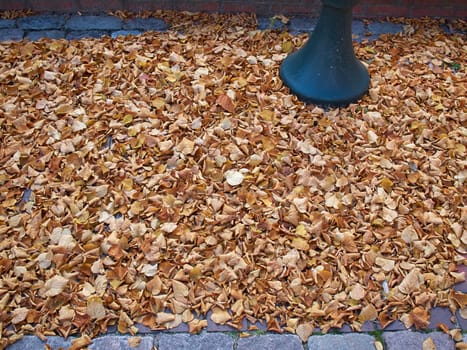 Autumn winter leaves falling on a ground in the city