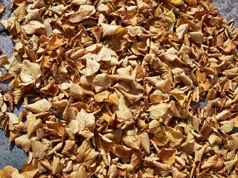 Autumn winter leaves falling on a ground in the city