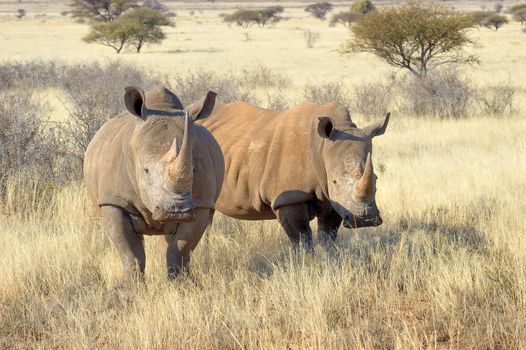 Two Southern White Rhino in grass field surrounded by thorn bushes
