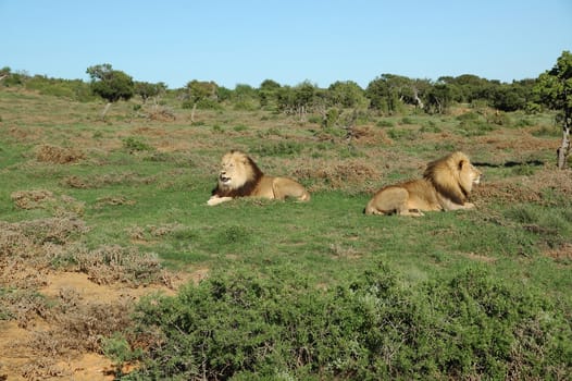 Two Kalahari lions in the Kuzuko contractual area of the Addo Elephant National Park in South Africa
