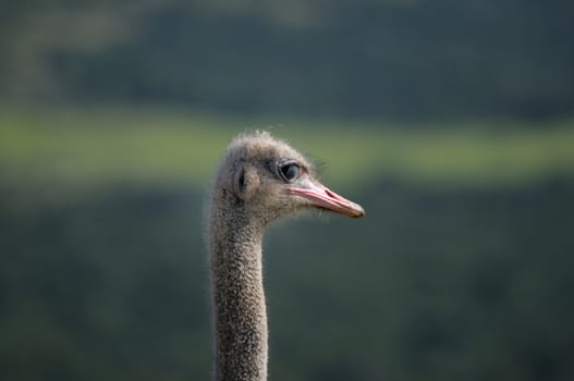 Close-up of ostrich in the Addo Elephant National Park, South Africa
