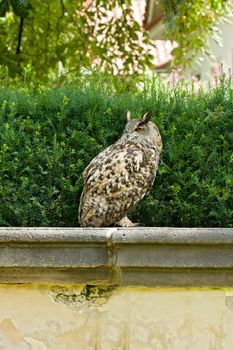 Photo shows details wild owl bird in the garden.