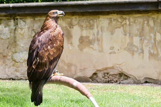 Photo shows details wild eagle bird in the garden.