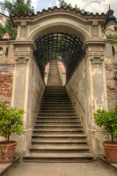 Photo shows details of green garden and its flowers.